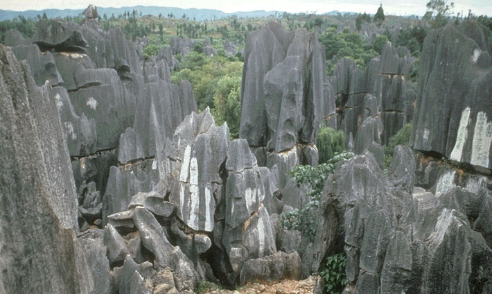 Stone Forest 